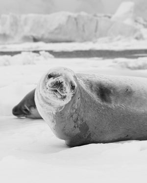 Black and white portrait of a Weddell seal looking toward the camera