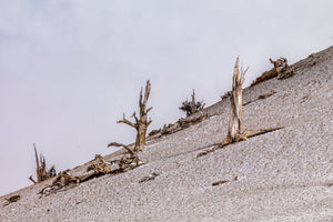 Bare twisted trunks on a steep snow dusted White Mountains hillside