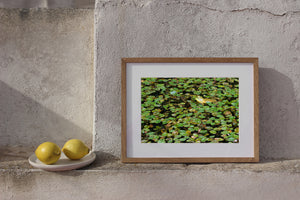 Algonquin pond wildlife with a bright yellow bullfrog among green foliage