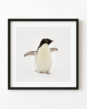 Young penguin standing in Antarctic snow with outstretched flippers