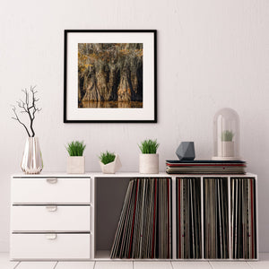 Cipresboom in een warme herfstgloed bij zonsondergang | Foto Kunstprint Fine Art fotografische afdruk