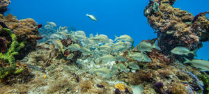バハマのサンゴ礁に群がる黄色の銀色の魚 | 写真 バハマのサンゴ礁に群がる黄色の銀色の魚写真 アートプリント ファインアート 写真プリント