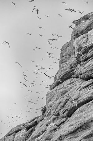 Vögel fliegen durch den blassen Himmel neben einer abfallenden Klippe von Bonaventure Island