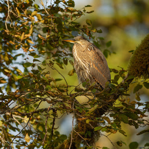 Un héron repose sur une branche moussue au milieu d'un feuillage vert et d'une lumière dorée.