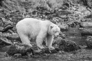 Spirit Bear jaagt op zalm | Foto Kunstprint Fine Art fotografische afdruk