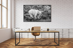 Spirit Bear jaagt op zalm | Foto Kunstprint Fine Art fotografische afdruk