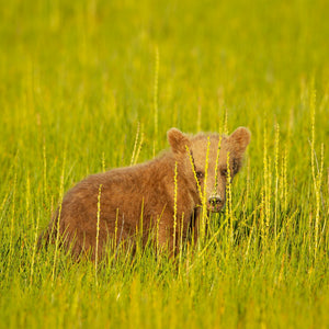 A young brown bear turns its head toward the camera amid long meadow grass.