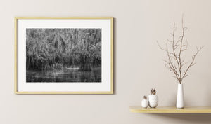 Bomen bedekt met Spaans mos Caddo Lake | Foto Kunstprint Fine Art fotografische afdruk