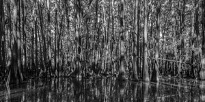 Closely spaced cypress trunks form vertical patterns above dark lake reflections.