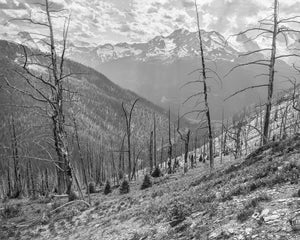 Slender leafless trees rise across a hillside below snow covered Canadian mountain peaks.