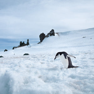 Pinguino sottogola solitario che cammina verso l'acqua Antartide | Foto Stampa d’arte Fine Art stampa fotografica