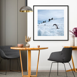 Pinguino sottogola solitario che cammina verso l'acqua Antartide | Foto Stampa d’arte Fine Art stampa fotografica