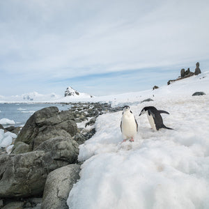 Photographie animalière en couleur d'un couple de manchots à jugulaire près des rochers au-dessus de l'océan Austral.