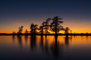 Silhouettes de cyprès du lac Caddo Fine Art