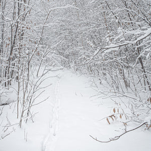 Hertenvoetpad in bos na sneeuwstorm | Foto Kunstprint Fine Art fotografische afdruk