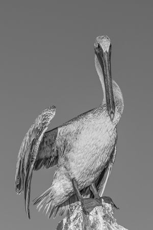 Front-facing pelican portrait showing a long bill and layered feathers against a plain grey background.