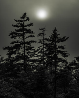 Bos in Haliburton op mistige ochtend | Foto Kunstprint Fine Art fotografische afdruk