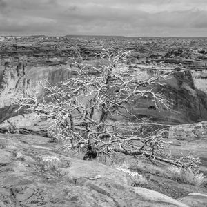 Des branches tordues se dressent contre les parois du canyon en couches sous un ciel couvert