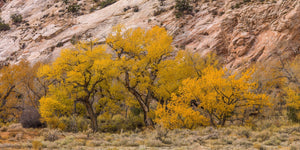Bright autumn cottonwoods contrast with sloping sandstone and dry desert grasses