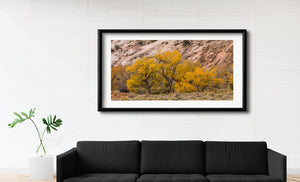 Dark branching trunks support golden foliage at the base of a desert cliff