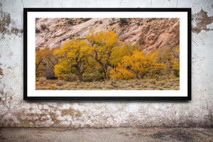 A row of yellow cottonwoods fills a warm autumn desert landscape