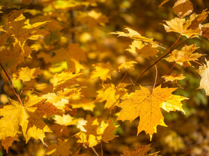 Warmgelbe Ahornblätter hängen an feinen Zweigen in einem herbstlichen Naturfoto