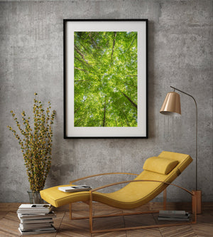 A vertical nature photograph looks straight upward through a lush woodland canopy