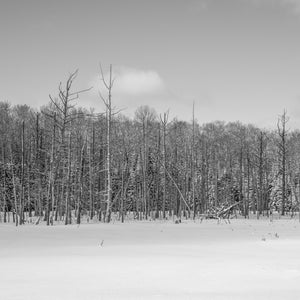 Tall dead trunks stand above a smooth snowy wetland beneath a pale sky