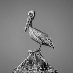 Monochrome portrait of a pelican against a plain sky