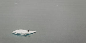 Einzelner antarktischer Pinguin auf schneebedecktem schwimmendem Eis vor grauem Wasser