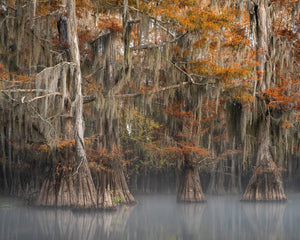 Bosquet de cyprès avec brume matinale dans les marais de Louisiane | Photos Tirage d’art Fine Art impression photographique