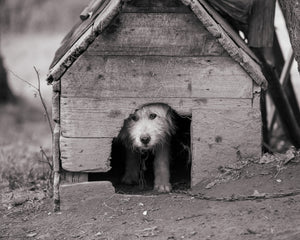 Small shaggy dog in the low doorway of a rustic wooden doghouse
