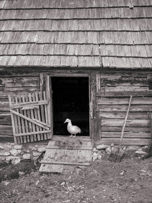 Black and white farm scene with a duck at a timber shed entrance