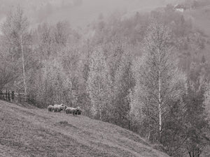 Small flock on a sloping meadow beside delicate leafy trees