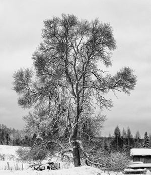 Großer kahler Baum mit schneebedeckten Ästen auf einem kanadischen Bauernhof