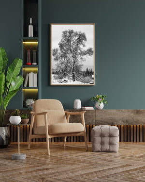 Winterliche Bauernhoflandschaft mit einem hohen, verzweigten Baum und entferntem Waldgebiet
