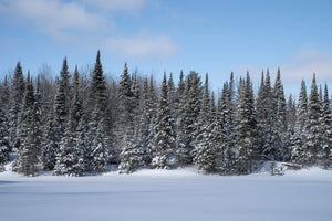 Fresh snow on evergreen trees in Haliburton Ontario