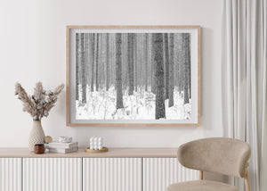 Monochrome winter woodland with textured bark and pale snow