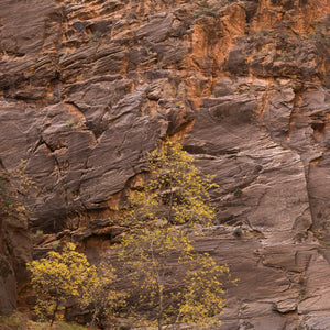 Baum mit gelben Blättern an der Canyonwand Zion | Fotokunstdruck – Fine-Art-Fotodruck