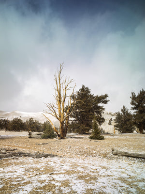 Oude Bristlecone-boom in de Witte Bergen | Foto Kunstprint Fine Art fotografische afdruk
