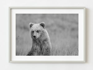 Young brown bear in Alaska | Photo Art Print fine art photographic print